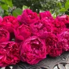 Deep Impression Rose Live Plant - Red & Pink Striped Flowers, 80 cm Tall, Repeat Blooming - Image 1