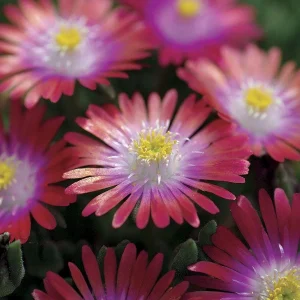 Delosperma Jewel of the Desert Garnet Ice Plant Live Starter, 2.5