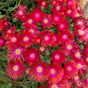 Delosperma Jewel of the Desert Garnet Ice Plant Live Starter, 2.5