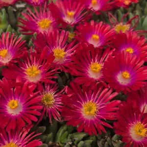 Delosperma Jewel of the Desert Garnet Ice Plant Live Starter, 2.5