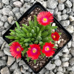 Delosperma Jewel of the Desert Garnet Ice Plant Live Starter, 2.5