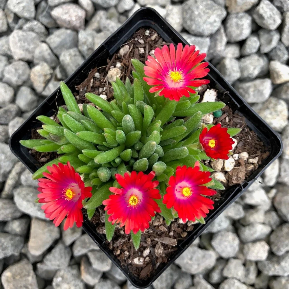 Delosperma Jewel of the Desert Garnet Ice Plant Live Starter, 2.5"x3.5" Pot, Hardy Zones 5-10, Outdoor - Image 6