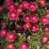 Delosperma Jewel of the Desert Garnet Ice Plant Live Starter, 2.5"x3.5" Pot, Hardy Zones 5-10, Outdoor - Image 1