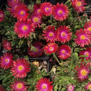 Delosperma Jewel of the Desert Garnet Ice Plant Live Starter, 2.5
