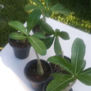 Desert Rose Adenium Live Plant - 8 Inch Potted Succulent - Pink Flowers - Image 2