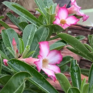 Desert Rose Adenium Live Plant - 8 Inch Potted Succulent - Pink Flowers - Image 1