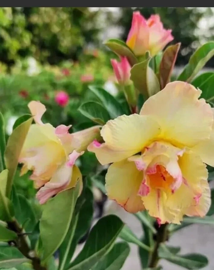 Desert Rose Adenium Live Plant - Double Yellow & Pink Shades Flower, 2.5 inch - Image 1