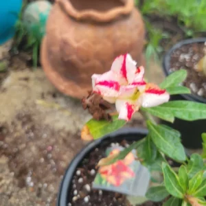 Desert Rose Adenium Obesum Live Plant 1 Gallon Pot Triple Flowered Pink - Image 2