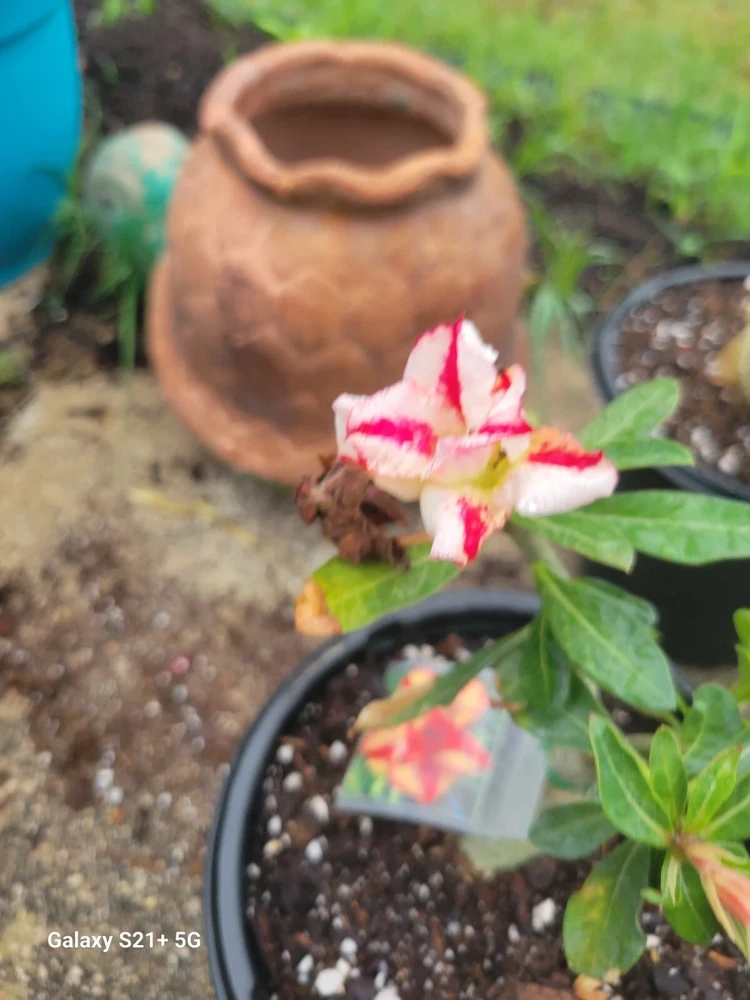 Desert Rose Adenium Obesum Live Plant 1 Gallon Pot Triple Flowered Pink - Image 2