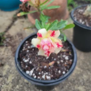 Desert Rose Adenium Obesum Live Plant 1 Gallon Pot Triple Flowered Pink - Image 3