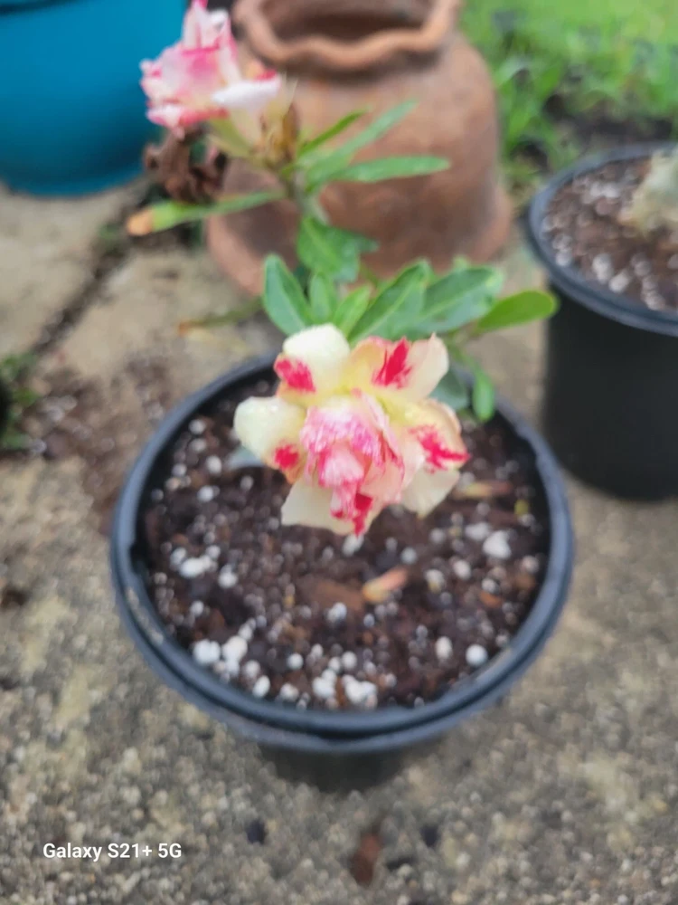 Desert Rose Adenium Obesum Live Plant 1 Gallon Pot Triple Flowered Pink - Image 3