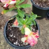 Desert Rose Adenium Obesum Live Plant 1 Gallon Pot Triple Flowered Pink - Image 1