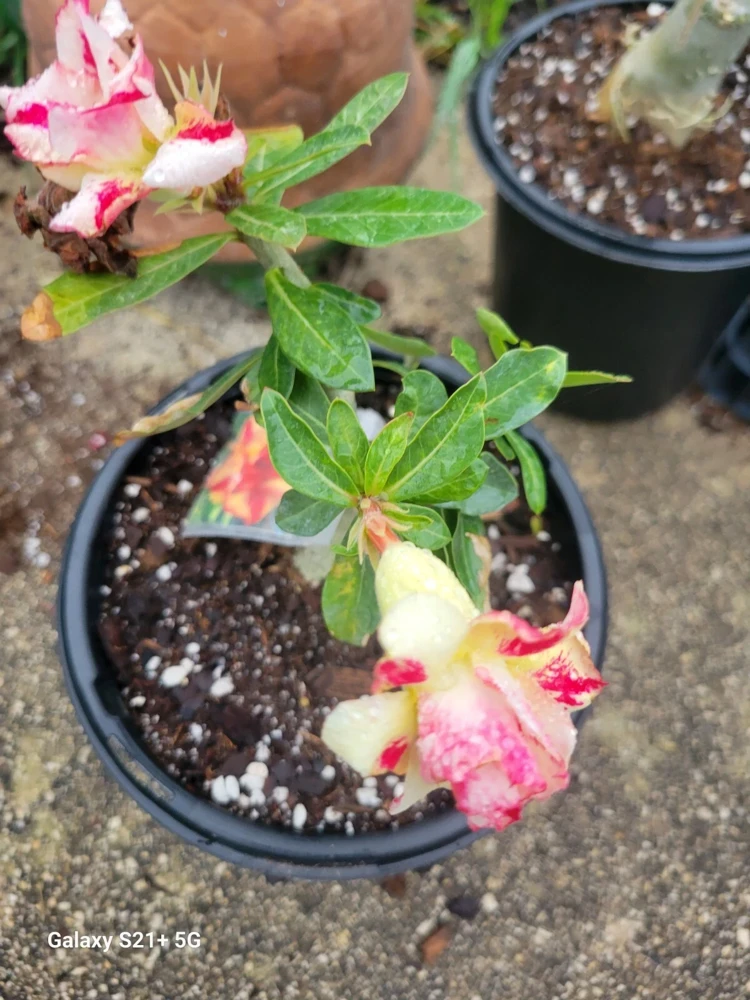 Desert Rose Adenium Obesum Live Plant 1 Gallon Pot Triple Flowered Pink - Image 1