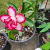 Desert Rose Adenium obesum Live Plant - Triple Flowered, 1 Gallon Pot, Pink - Image 1