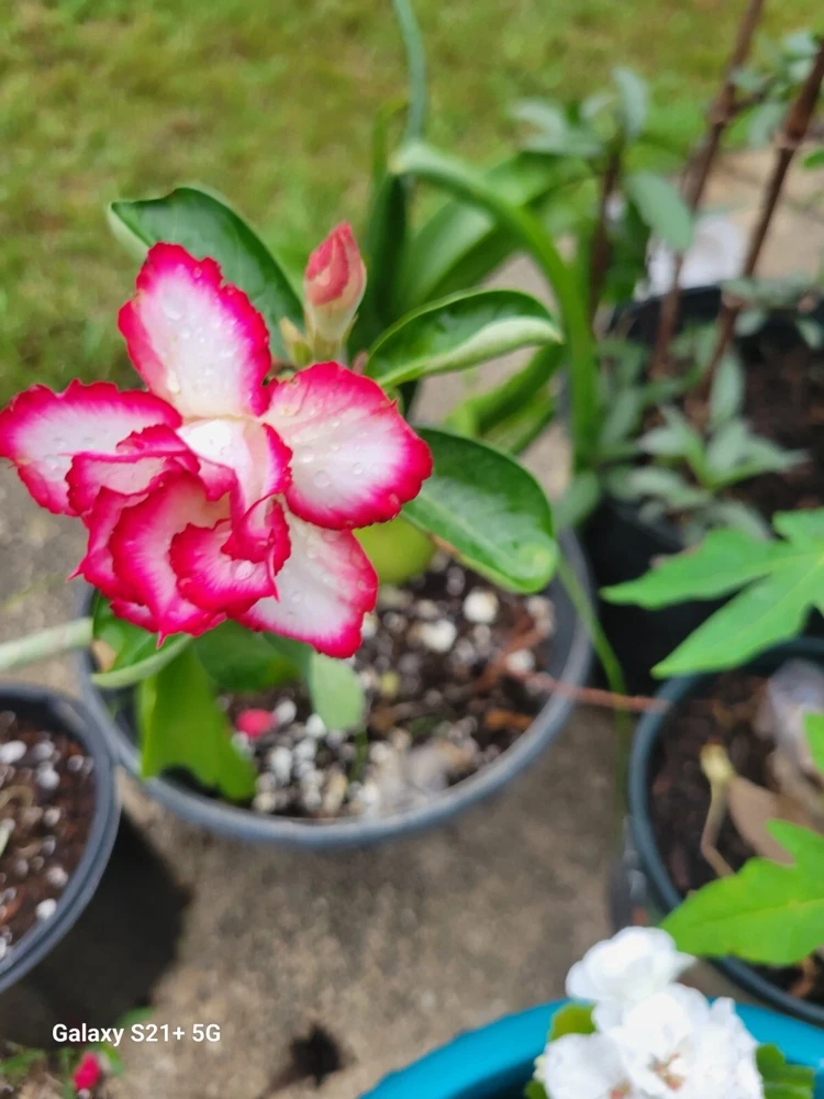 Desert Rose Adenium obesum Live Plant - Triple Flowered, 1 Gallon Pot, Pink - Image 1