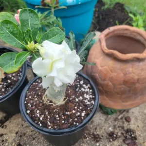 Desert Rose Adenium Obesum Live Plant - Triple Flowered, 1 Gallon Pot, Branching - Image 2