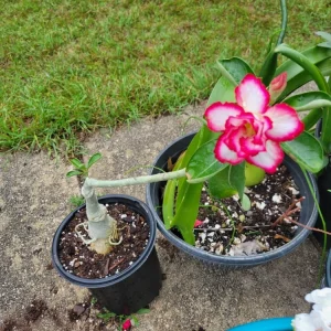 Desert Rose Adenium obesum Live Plant - Triple Flowered, 1 Gallon Pot, Pink - Image 2