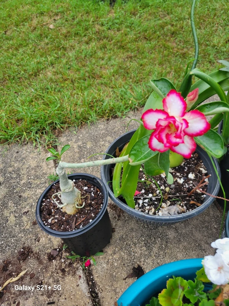 Desert Rose Adenium obesum Live Plant - Triple Flowered, 1 Gallon Pot, Pink - Image 2