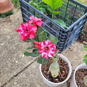 Desert Rose Adenium obesum Live Plant - Triple Flowered, 1 Gallon Pot, Pink - Image 2