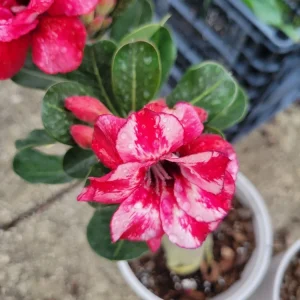Desert Rose Adenium obesum Live Plant - Triple Flowered, 1 Gallon Pot, Pink - Image 3