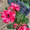 Desert Rose Adenium obesum Live Plant - Triple Flowered, 1 Gallon Pot, Pink - Image 1