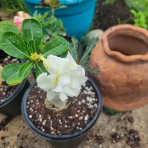 Desert Rose Adenium Obesum Live Plant - Triple Flowered, 1 Gallon Pot, Branching - Image 1