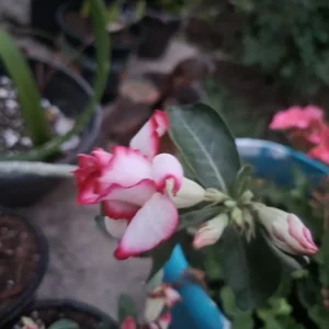 Desert Rose Live Plant - Double Striped Adenium Obesum - 6-8 inch Tall Potted - Image 1