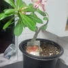 Desert Rose Live Plant, Yellow & Red Grafted, 10in to 2ft Tall, 1 Gallon Pot - Image 1