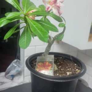 Desert Rose Live Plant, Yellow & Red Grafted, 10in to 2ft Tall, 1 Gallon Pot - Image 1