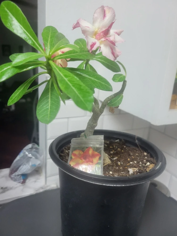 Desert Rose Live Plant, Yellow & Red Grafted, 10in to 2ft Tall, 1 Gallon Pot - Image 1