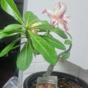 Desert Rose Live Plant, Yellow & Red Grafted, 10in to 2ft Tall, 1 Gallon Pot - Image 2