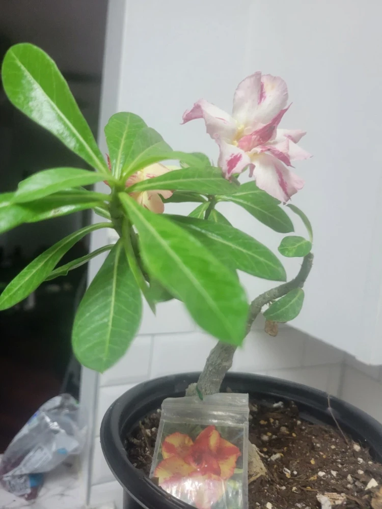 Desert Rose Live Plant, Yellow & Red Grafted, 10in to 2ft Tall, 1 Gallon Pot - Image 2
