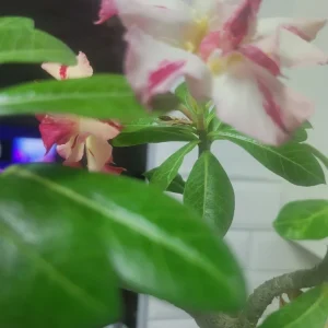 Desert Rose Live Plant, Yellow & Red Grafted, 10in to 2ft Tall, 1 Gallon Pot - Image 3