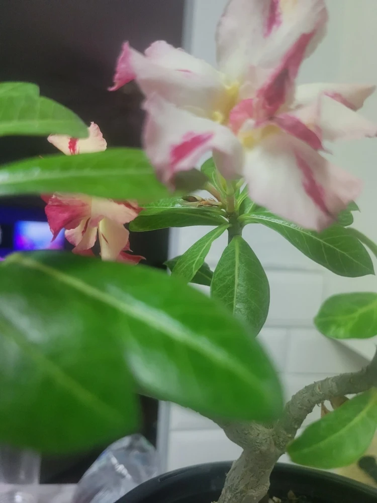 Desert Rose Live Plant, Yellow & Red Grafted, 10in to 2ft Tall, 1 Gallon Pot - Image 3