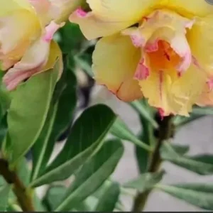 Desert Rose Plant Live - Adenium Obesum Yellow Pink Shades - 1 Gallon Pot - Image 2