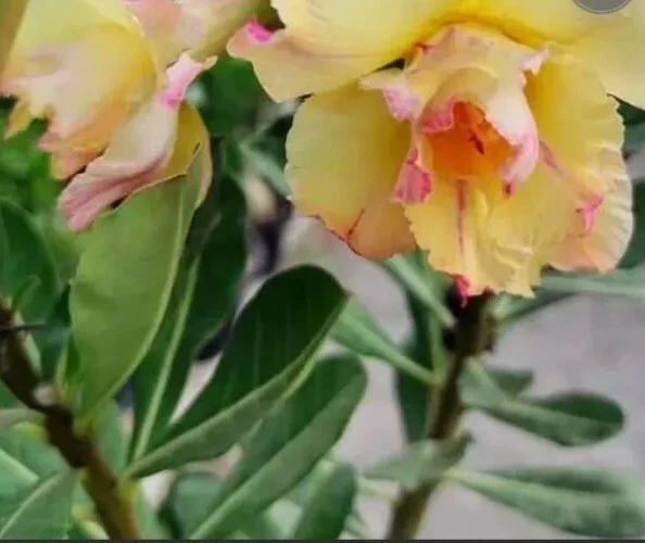 Desert Rose Plant Live - Adenium Obesum Yellow Pink Shades - 1 Gallon Pot - Image 2