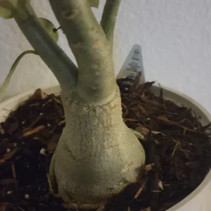 Desert Rose Plant Live - Adenium Obesum Yellow Pink Shades - 1 Gallon Pot - Image 3