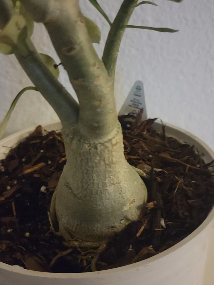 Desert Rose Plant Live - Adenium Obesum Yellow Pink Shades - 1 Gallon Pot - Image 3