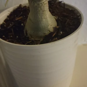 Desert Rose Plant Live - Adenium Obesum Yellow Pink Shades - 1 Gallon Pot - Image 4
