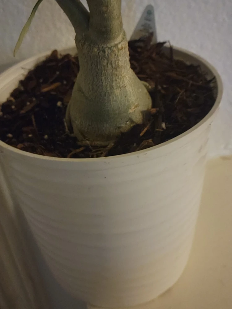 Desert Rose Plant Live - Adenium Obesum Yellow Pink Shades - 1 Gallon Pot - Image 4