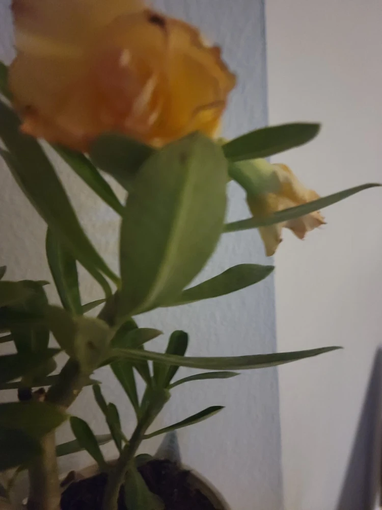 Desert Rose Plant Live - Adenium Obesum Yellow Pink Shades - 1 Gallon Pot - Image 6