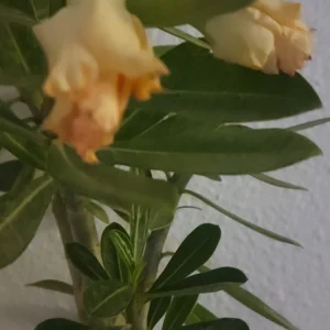 Desert Rose Plant Live - Adenium Obesum Yellow Pink Shades - 1 Gallon Pot - Image 7