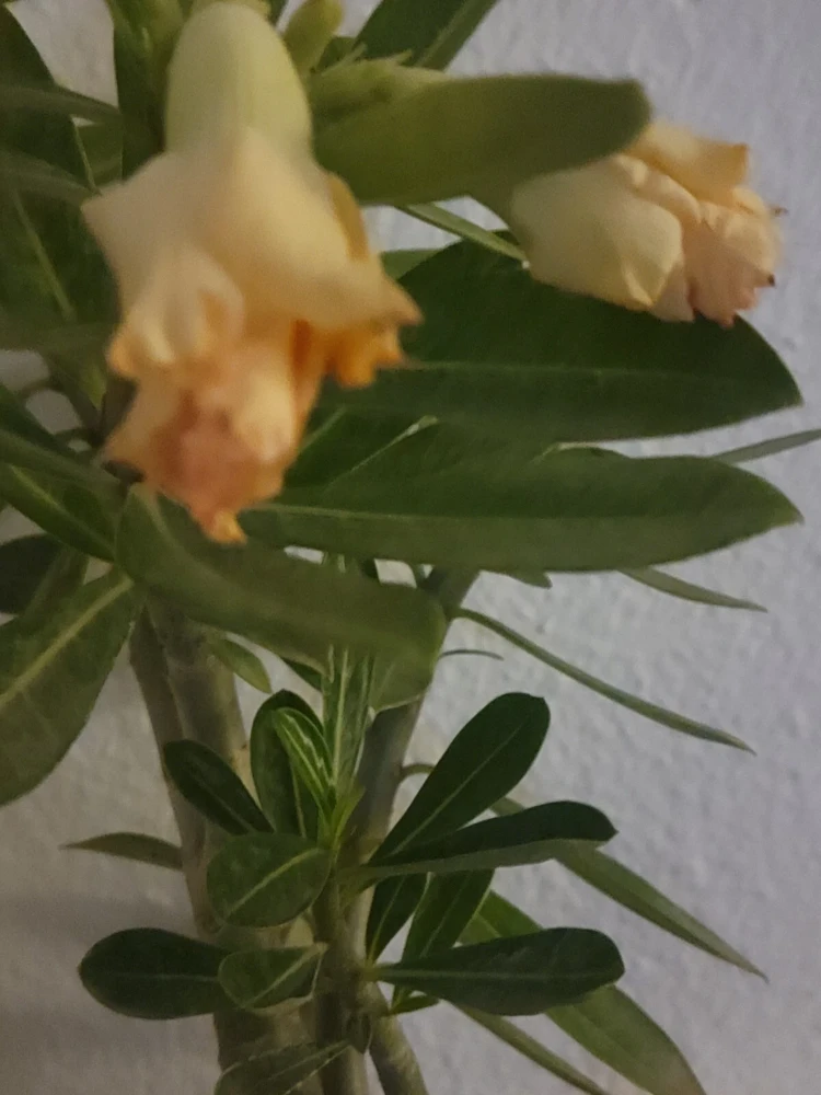 Desert Rose Plant Live - Adenium Obesum Yellow Pink Shades - 1 Gallon Pot - Image 7