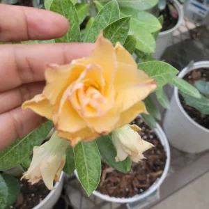 Desert Rose Plant Live - Adenium Obesum Yellow Pink Shades - 1 Gallon Pot - Image 8