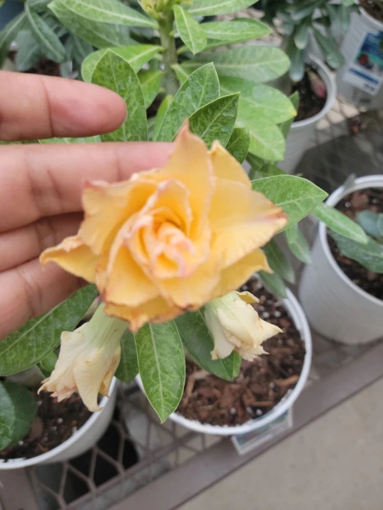 Desert Rose Plant Live - Adenium Obesum Yellow Pink Shades - 1 Gallon Pot - Image 8