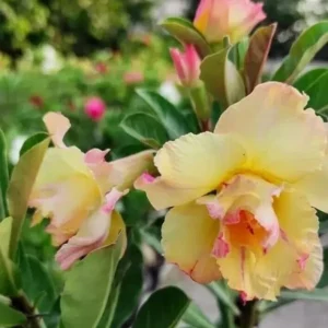 Desert Rose Plant Live - Adenium Obesum Yellow Pink Shades - 1 Gallon Pot - Image 1