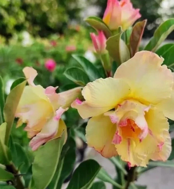 Desert Rose Plant Live - Adenium Obesum Yellow Pink Shades - 1 Gallon Pot - Image 1