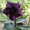 Desert Rose Purple Adenium Obesum Seeds - 10 Pack, Fast Growing - Image 1