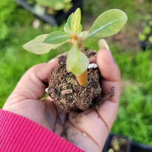 Desert Rose Purple Plant Seedling - Adenium Obesum Baby Plant, 1 Count - Image 5