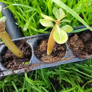 Desert Rose Purple Plant Seedling - Adenium Obesum Baby Plant, 1 Count - Image 7